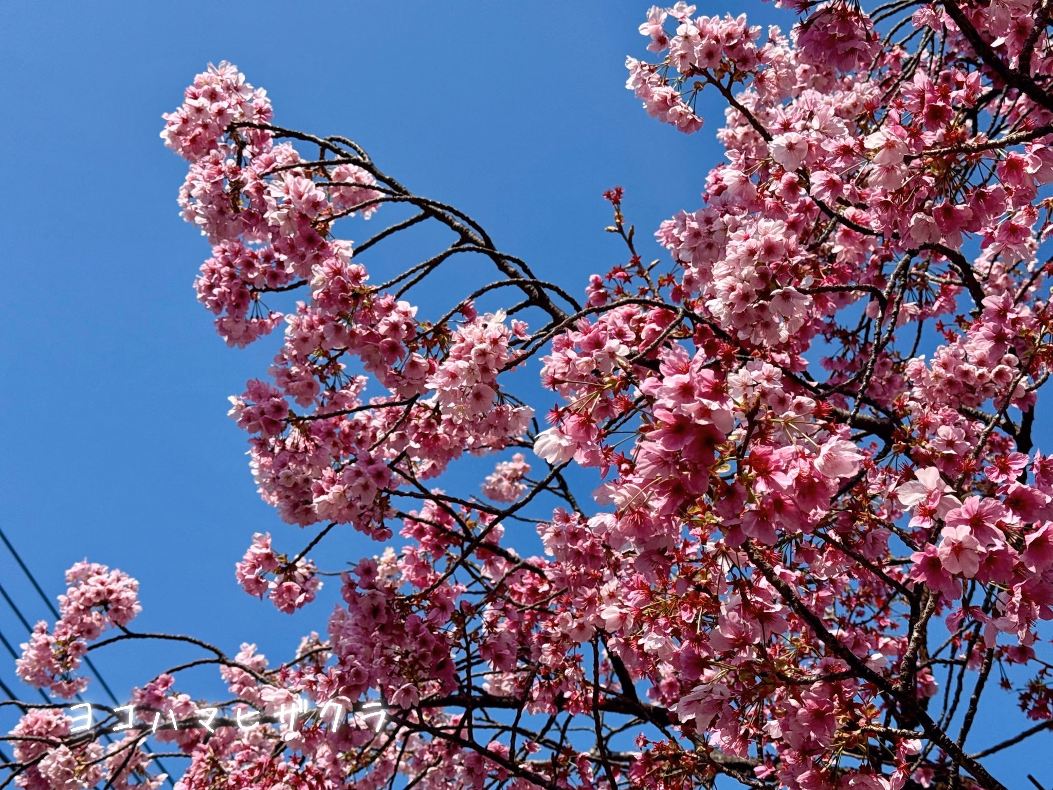 ヨコハマヒザクラ