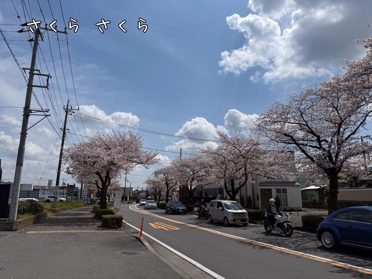 さくら さくら